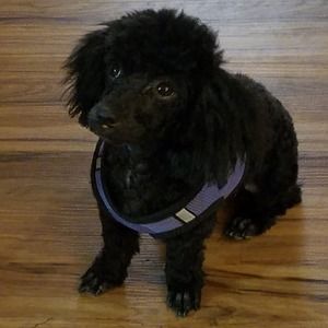 Meet your Posher, Barbara